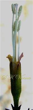  Flower (Corolla removed) with Stamens and Pistil